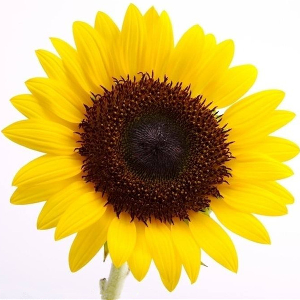Sunflower Seeds to see edible flowers and flowers