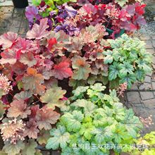 矾根盆栽花卉大苗  基地供应园林工程庭院地被植物肾形草苗