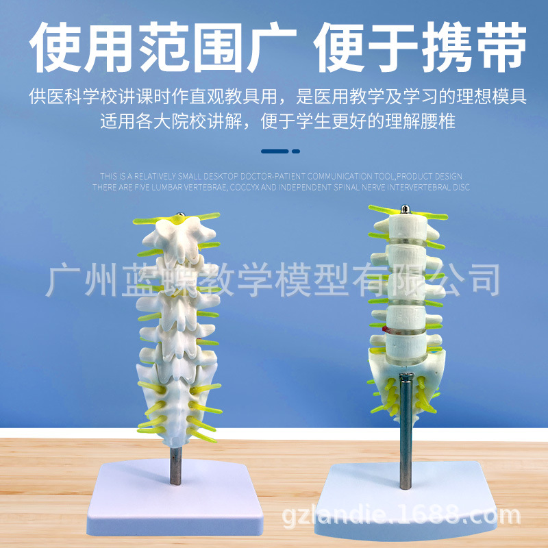 С����׵��β׵��ҽѧ��ѧģ�� ������׵ҽѧ��ѧģ��15CM��