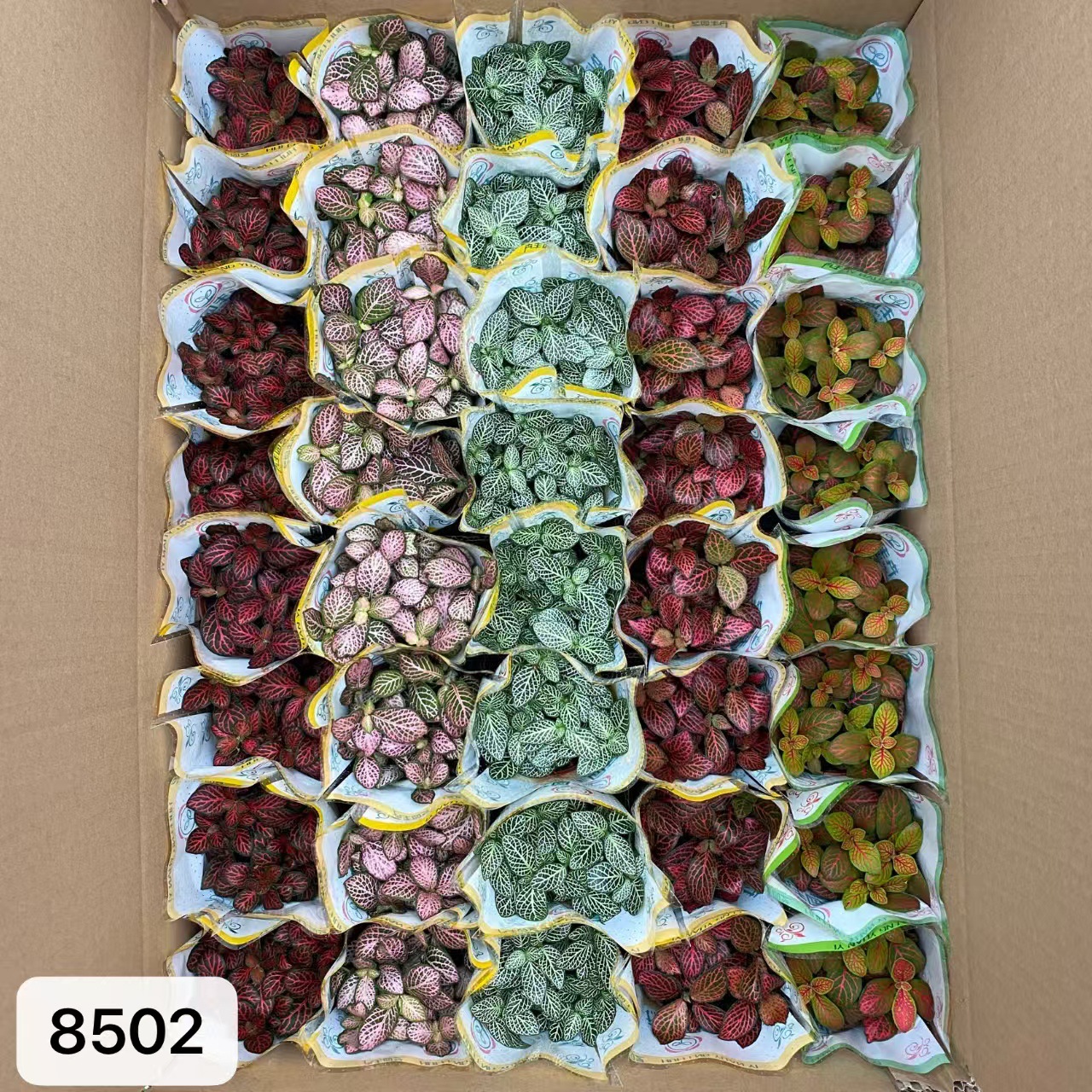 8502  小箱網紋草混裝40盆