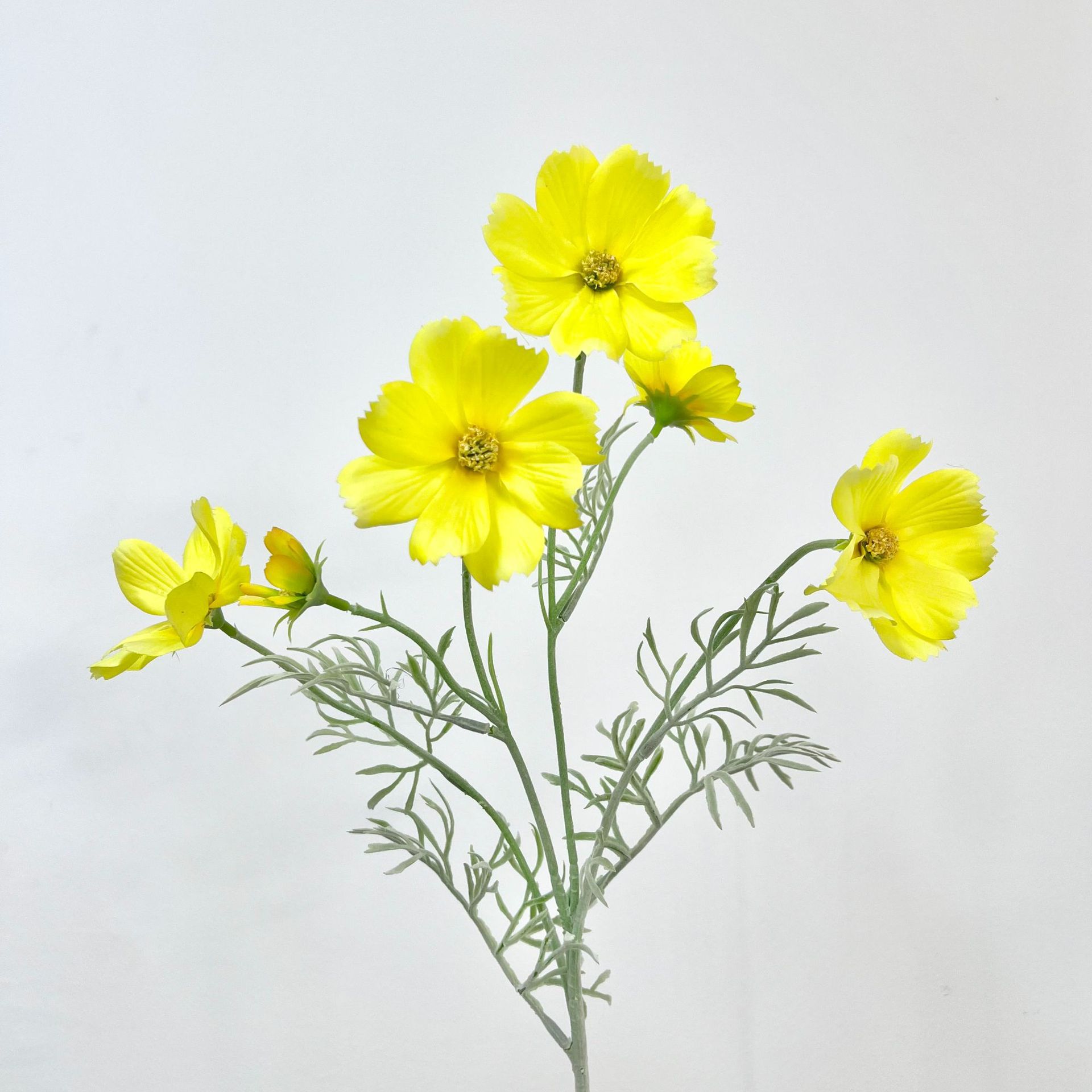 노란 공주 국화