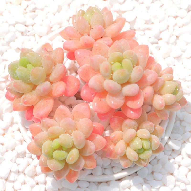 Rococo Succulent Plant Potted Plant Perfume Roselle Succulent Beginner-Friendly Plant Office Green Plant Creative Potted Plant Rococo Succulent Plant Potted Plant Perfume Roselle Succulent Beginner-Friendly Plant Office Green Plant Creative Potted Plant