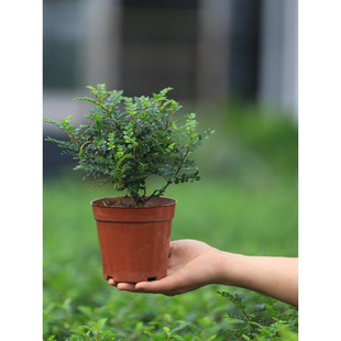 С�~�������ѩ�辰�lؔ�����������ز����҃��쾰΢���^̦�\�Gֲ