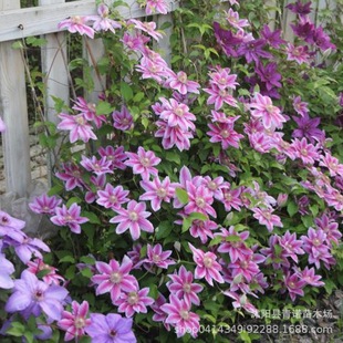 Nursery Wholesale Sales Climbing Vine Queen Clematis Vine Plant Climbing Flower Clematis Courtyard Balcony Planting
