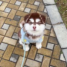 阿拉斯加雪橇犬幼犬活物双血统阿拉斯加大骨架纯种长毛巨型犬宠物