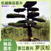 造型罗汉松浙江四季常青大型观赏罗汉松造型松树别墅庭院罗汉松