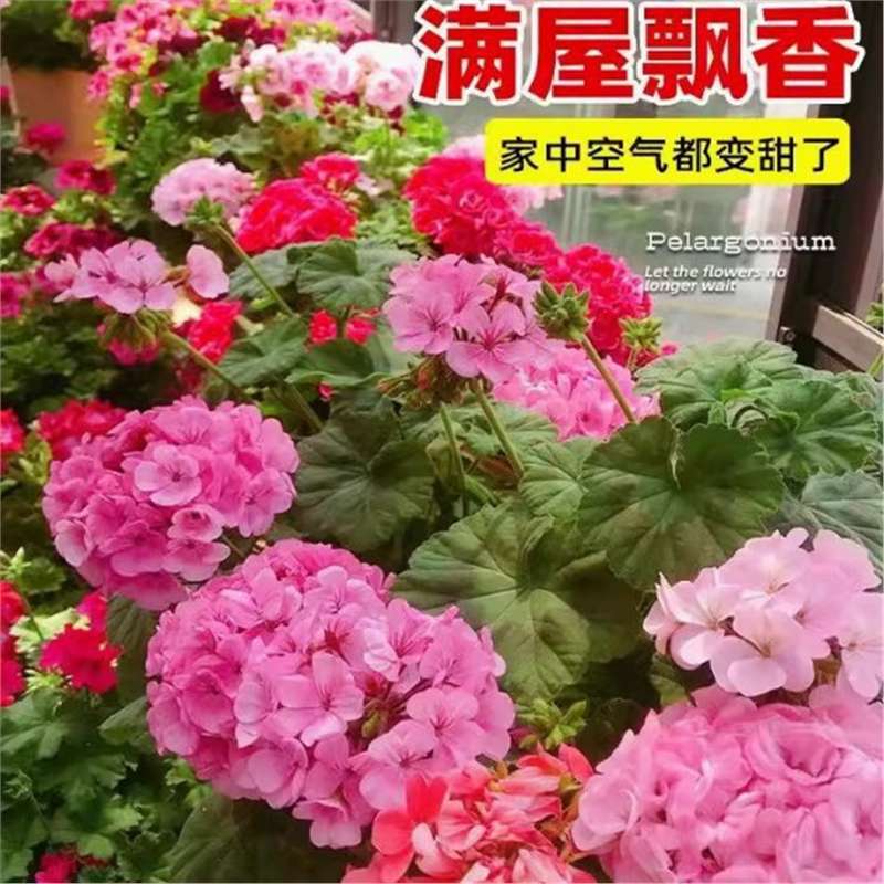 [Cross-Border Supply] Double-Petaled Geranium Seedlings Are Sown and Bloomed in All Seasons, Indoor and Outdoor Hydrangea Seeds