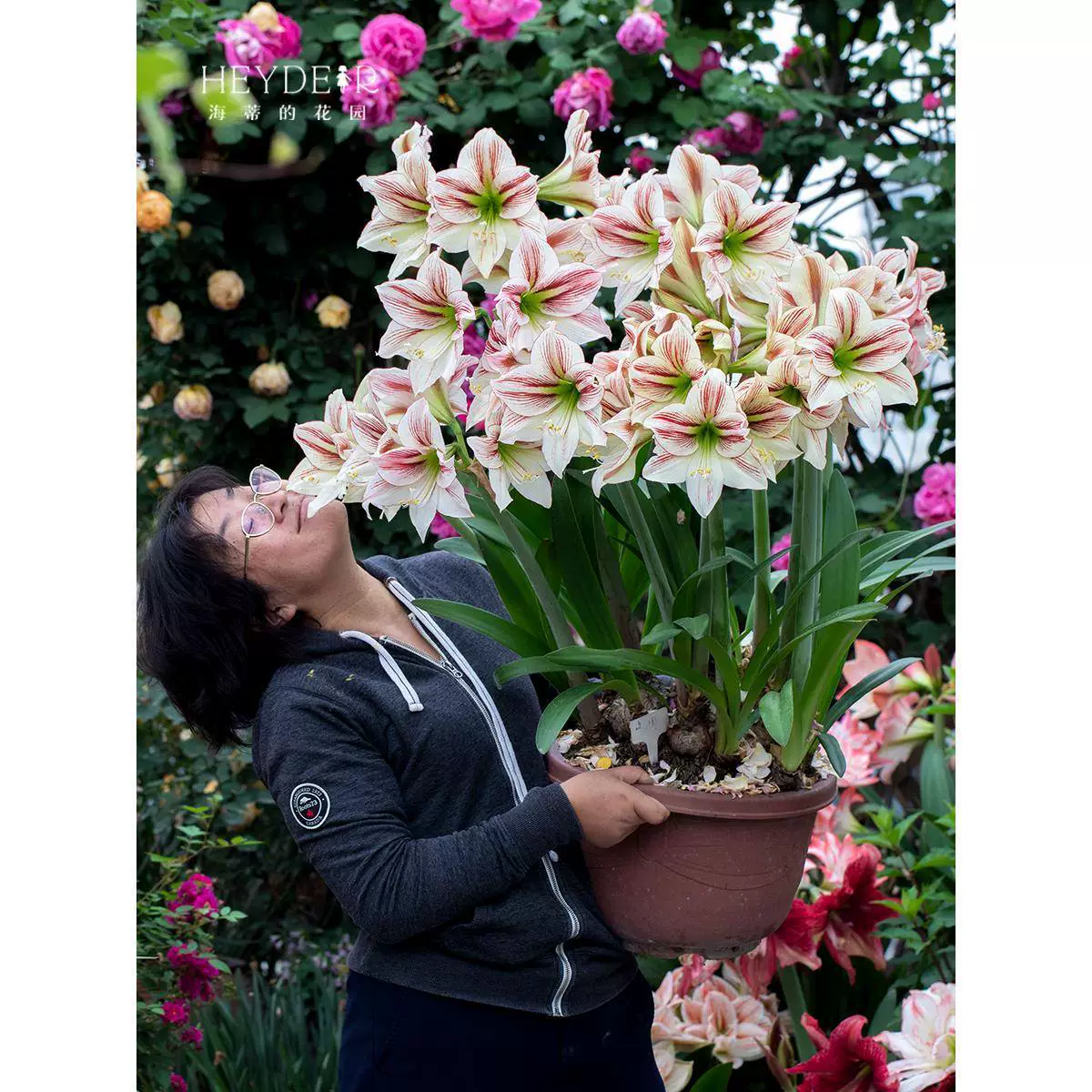 Цветок амарилис «Мастер Пикассо» от Heidi's Garden, двойцветковое растение для дома с крупными клубнями