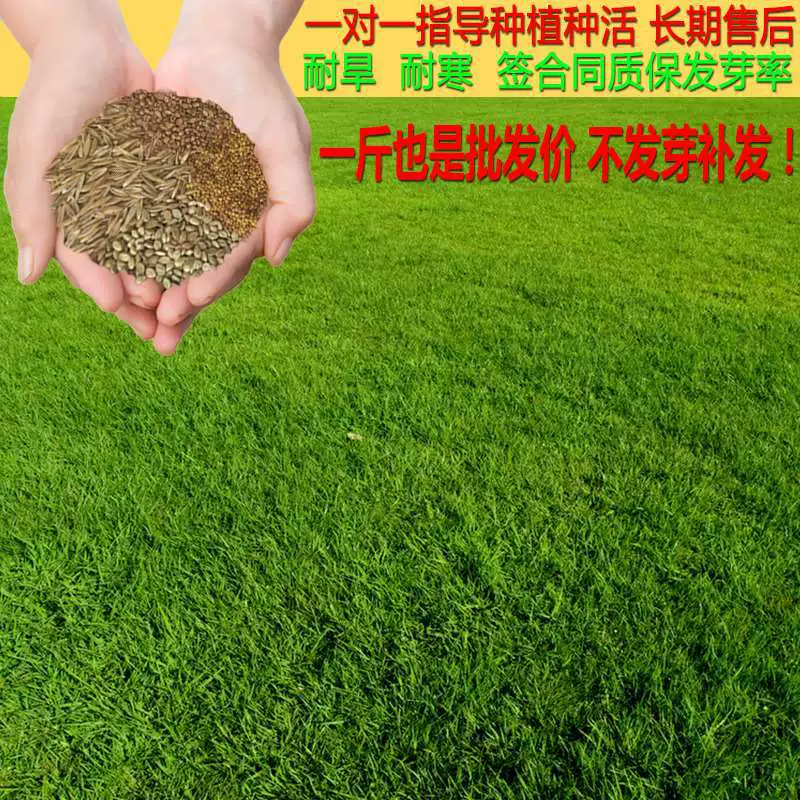 Райграсс подвид Four Seasons зеленый газон карлик защита склонов фиксация почвы Манила Бермуды смешанный посев холод и засухоустойчивость