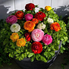 lëݹNĵ N ˹ëݢֲ _