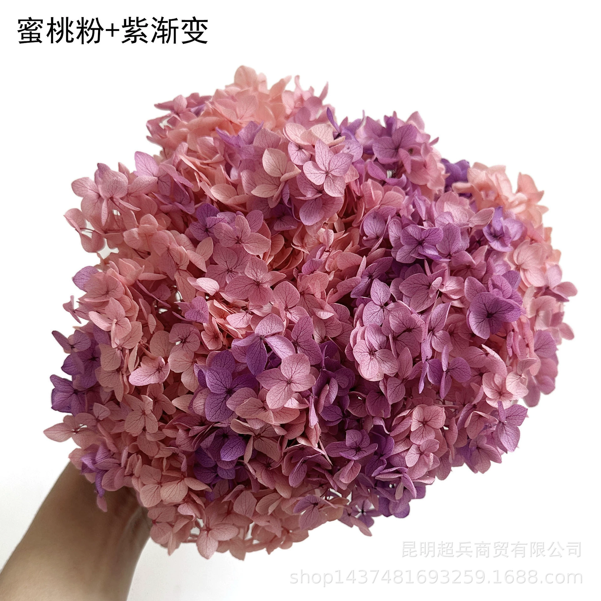 [Вечная Life Flower Hydrangea] Анна Градиентный цвет Лист Hydramid Книга цветов оптом DIY цветочная коробка материал для просмотра