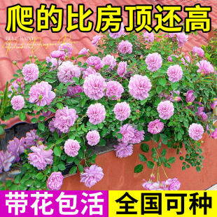 Blue Rainy Vine Rose Flower Seedlings Climbing Balcony Courtyard Hanging Four-Season Rose Flower Plant Potted Plant