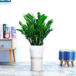 Money Tree Potted Money Tree Large Living Room Green Plant Indoor Office Formaldehyde Absorbing Air Purifying Money Tree