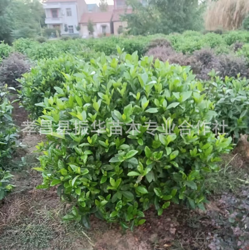 4acf068c93facef8129c7a8fb26bfe