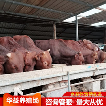 改良利木赞牛 肉牛犊多少钱一头 鲁西黄牛  出售小牛犊