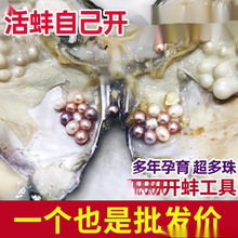 珍珠蚌自己开蚌取珍珠淡水活蚌壳河蚌多珠单珠鲜活真空打批发