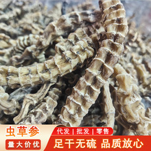 虫草参源头供应地蚕草石蚕云南地参中药材干货药用煲汤泡酒批发