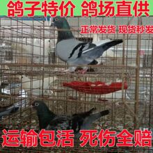 ���ӻ��ﷱֳ�N����������������ڽ������߻����c����ɢ�B�����]