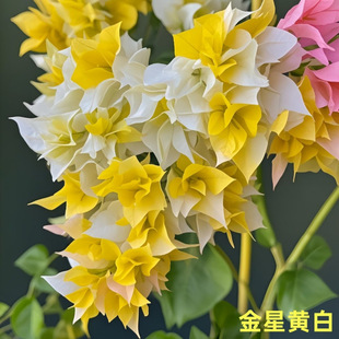 ��Ʒ����÷�����_���ļ����ܱ����͟���B�GֲͥԺ�̨���uͨ