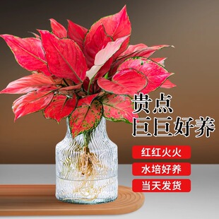 Gorgeous Red Potted Hydroponic Plants for Office Desktop, Easy-To-Care Indoor Green Plants for Living Room, Ruyi Queen Flower Bonsai