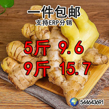 云南小黄姜新鲜生姜1/5/9斤现挖老姜辛辣佐料调味包邮