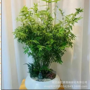 �����������Pβ���^�����辰�^�p��ͥԺ�����҃��̨�����辰ֲ��