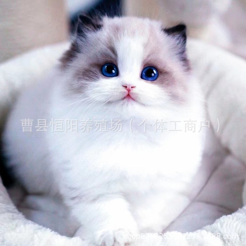 纯种布偶猫活体幼猫双蓝双赛级仙女布偶猫幼崽波斯系长毛布偶宠物