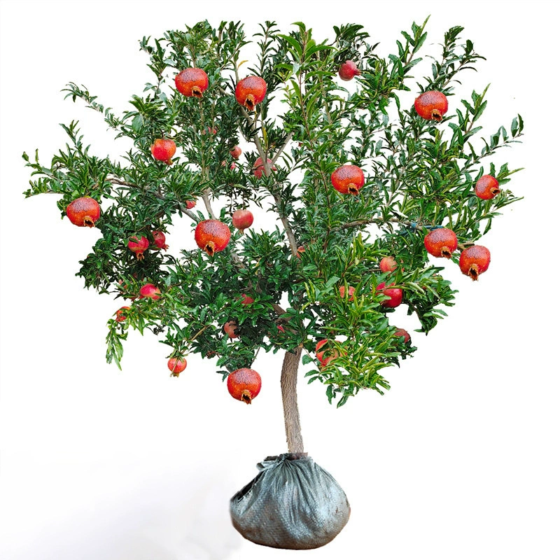 Саженцы гранатовых деревьев, очень большие тунисские саженцы гранатовых деревьев с мягкими семенами, дворовые горшечные растения с почвой, результаты в том же году в северной и южной частях.