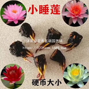 ˯ɏ�N���K����Ʒ��ɏ�N��ɏ�����ˮ��ˮ�Bˮ��ֲ���ļ����ɻ�