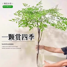 南天竹水培植物室内盆栽水养绿植客厅桌面鲜切花卉好养活观叶植物