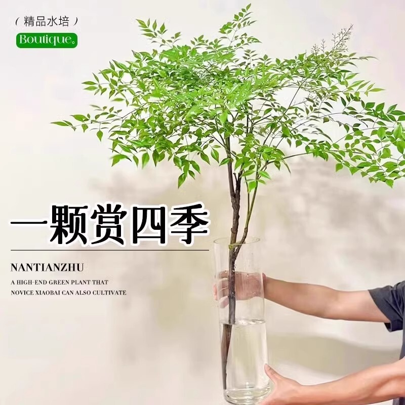 Nantian Bamboo Hydroponic Plants Indoor Potted Water-Grown Green Plants Living Room Desktop Fresh-Cut Flowers Easy to Feed Foliage Plants Nantian Bamboo Hydroponic Plants Indoor Potted Water-Grown Green Plants Living Room Desktop Fresh-Cut Flowers Easy to Feed Foliage Plants