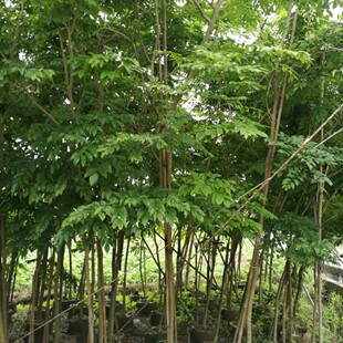 206 l   S S̴ 3-10cm G