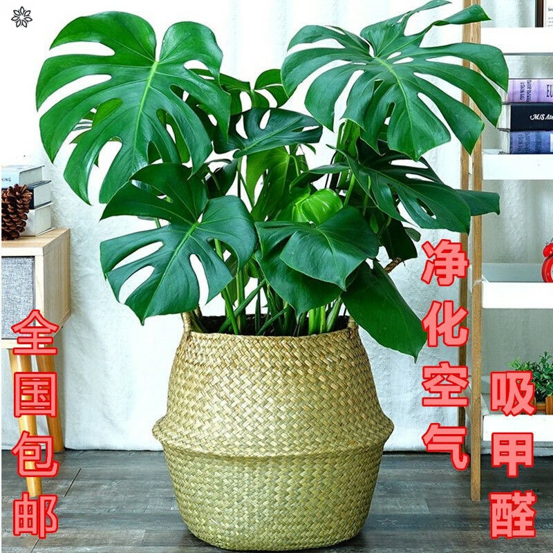 Large-Leaf Monstera Old Pile Large Potted Living Room Floor-Standing Large Monstera Open Back Foliage Green Plant Indoor Formaldehyde Absorption Large-Leaf Monstera Old Pile Large Potted Living Room Floor-Standing Large Monstera Open Back Foliage Green Plant Indoor Formaldehyde Absorption