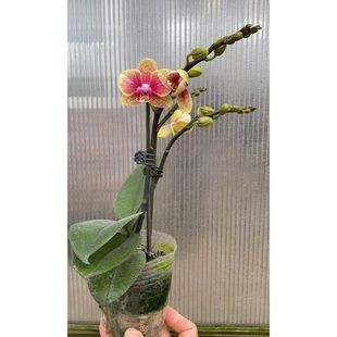 �����m�������p��������m�������Ի����҃��������ļ��r�������L