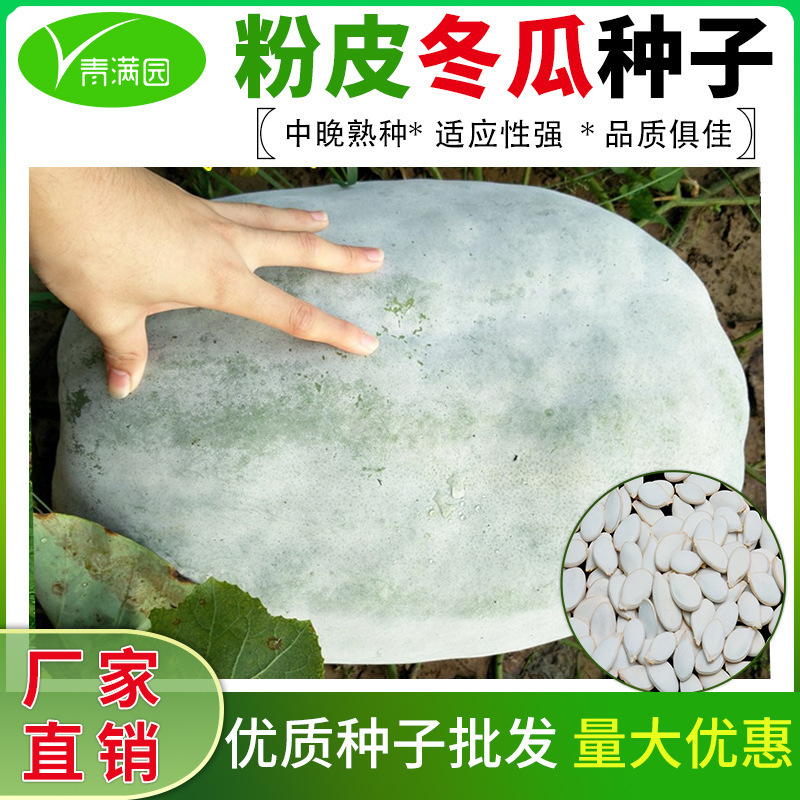 Wholesale Guangdong White-Skinned Winter Melon Seeds, Early-Maturing, Suitable for Spring and Summer Farmland and Vegetable Gardens, Easy to Grow, Large Fruit, High Yield Wholesale Guangdong White-Skinned Winter Melon Seeds, Early-Maturing, Suitable for Spring and Summer Farmland and Vegetable Gardens, Easy to Grow, Large Fruit, High Yield