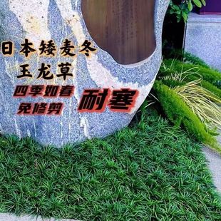 Dropshipping Imported Japanese Ophiopogon Japonicus Jade Dragon Grass Fine Ophiopogon Japonicus Ultra-Low High-End Courtyard Greening All Year Round Green Edge Grass