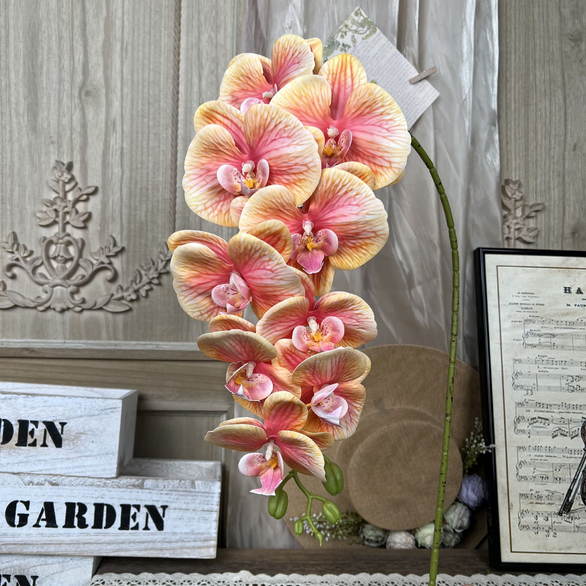 LCXH-아홉머리 호접란-C14