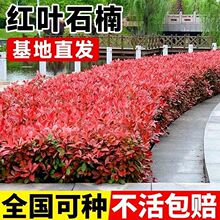 红叶石楠苗红花继木金森女贞绿化树苗红庭院植物篱笆苗木树小苗球