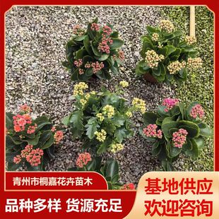 �҃ȾGֲ�����ļ��_��������L�ۻ������^��ֲ���L�ۻ�