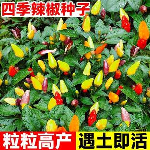 Colorful Pepper Seeds, Colorful Pepper Seeds, Four-Season Pepper Seeds, Millet Potted Vegetable Seedlings