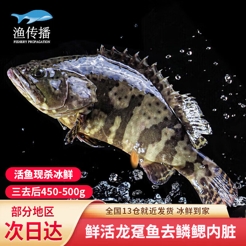 渔传播海南冰鲜三去龙趸石斑鱼 净含量450-500g/条鱼类 源头直发