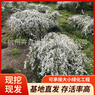 The Base Wholesales Snowflakes in Various Specifications, Flowering Plants, Villas, Municipal Greening Snow Willows