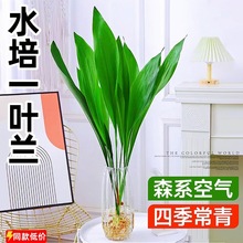 四季好养水培一叶兰室内耐寒富贵竹带根网红水养植物吸甲醛棚盆栽