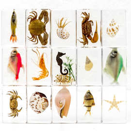 真实海洋生物滴胶树脂海星海螺螃蟹科学教具文创市集摆件工艺品