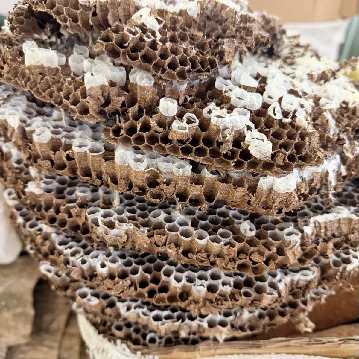 Feng Fang (Vespae Nidus) — Dried Hornet Nest Herb for TCM Decoction & External Use key features