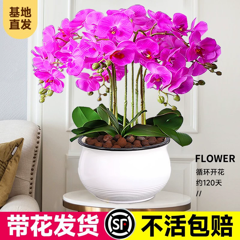 Настоящий цветок фаленопсис премиум-класса в горшке с цветами, высококачественный набор горшков, большой цветок двойной меч, крупнолистные цветочные рассады, цветочный меч с бутонами, 10 растений