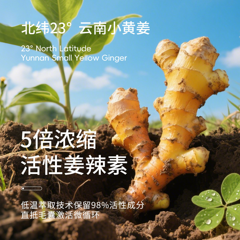 小黄姜洗发膏控油止痒蓬松防强韧脱发根草本氨基酸生姜洗发水批发|undefined