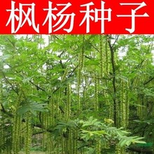 枫杨种子 白杨大叶柳大叶头杨树水麻柳枰柳树 蜈蚣柳枫杨树种子