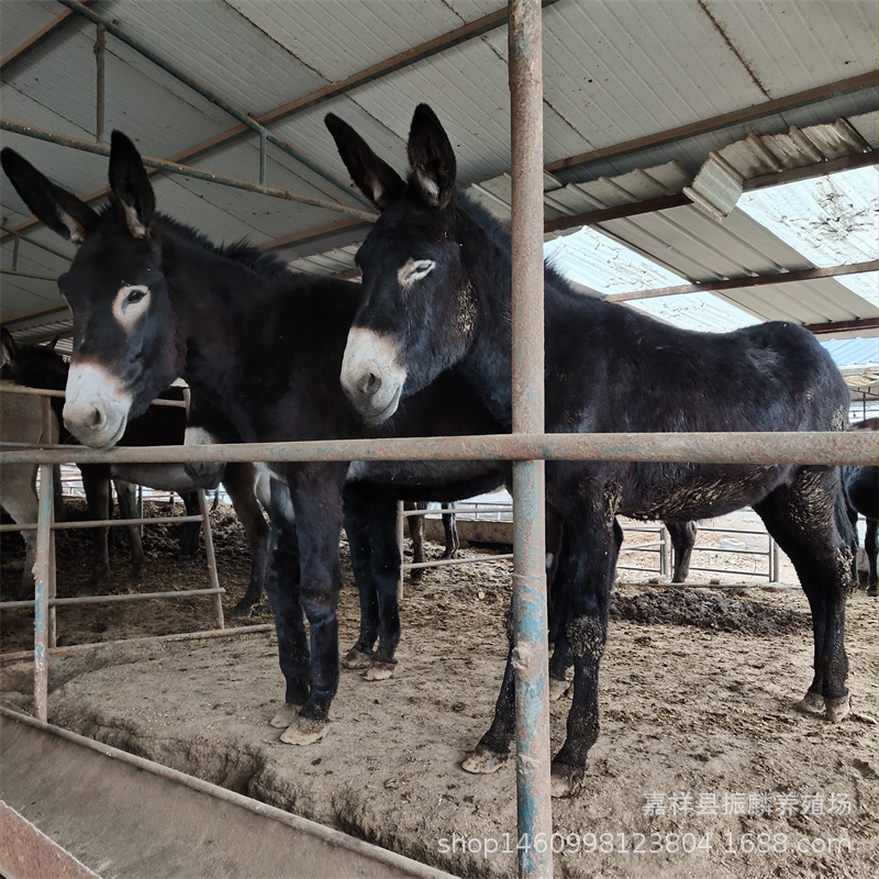 出售大量肉驴 种驴德州驴杂交驴 三粉驴活驴养殖场驴出售