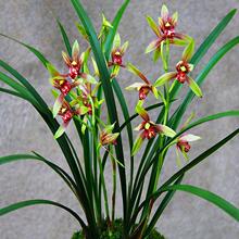 浓香型花苗逸虹双骄建兰室内好养桌面香包香囊花卉兰草工厂直销